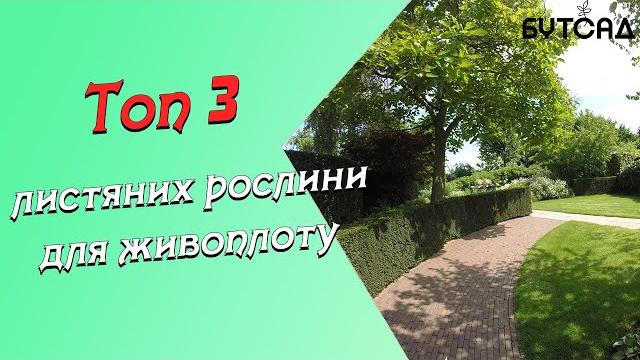 Топ - 3 листяних рослини для живоплоту Топ - 3 листяних рослини для живоплоту