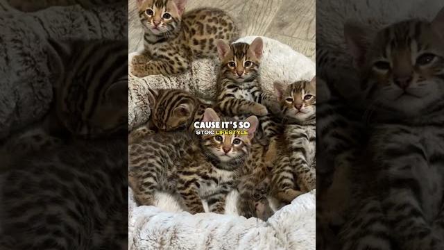 Why joe rogan hates cats Why joe rogan hates cats