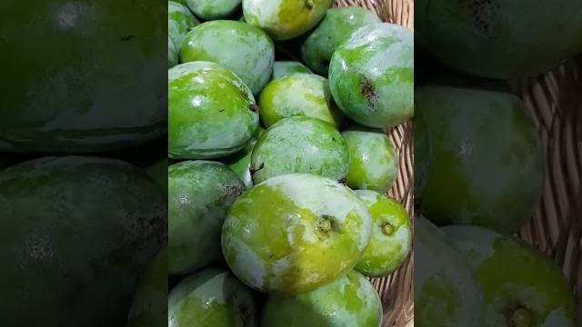 Indian mango potential anticancer effects & improved immunity and digestive and eye health #shorts Indian mango potential anticancer effects & improved immunity and digestive and eye health #shorts