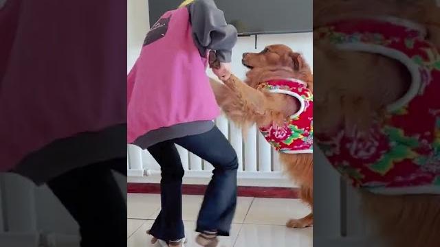 Golden retriever wrestling, dog wrestling, make you laugh and forget your worries, watch it and Golden retriever wrestling, dog wrestling, make you laugh and forget your worries, watch it and