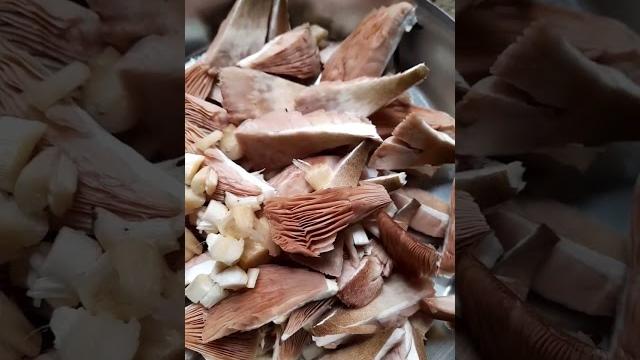 #mashroom short ️️ #mashroom short ️️