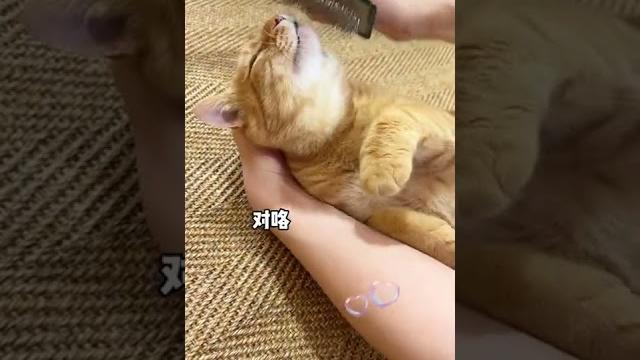 【貓咪叫不苦】真無障礙溝通,不愧上過大學的貓子 【貓咪叫不苦】真無障礙溝通,不愧上過大學的貓子