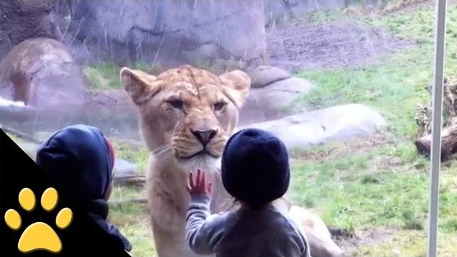 Kids at the zoo: compilation Kids at the zoo: compilation