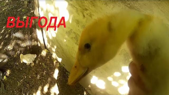 Утки пекинские бройлерные выгода Утки пекинские бройлерные выгода
