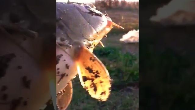 Ловим рыбку руками для готовки в фольге на углях . Ловим рыбку руками для готовки в фольге на углях .