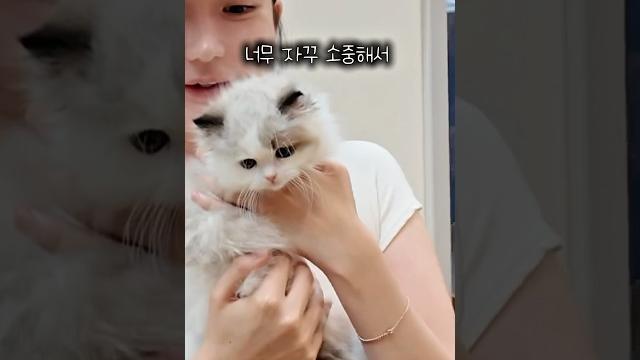 고양이 입양 첫날(태어난지 3개월된 고양이) 고양이 입양 첫날(태어난지 3개월된 고양이)