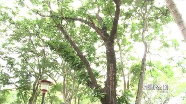 臺南公園五色鳥洞 臺南公園五色鳥洞