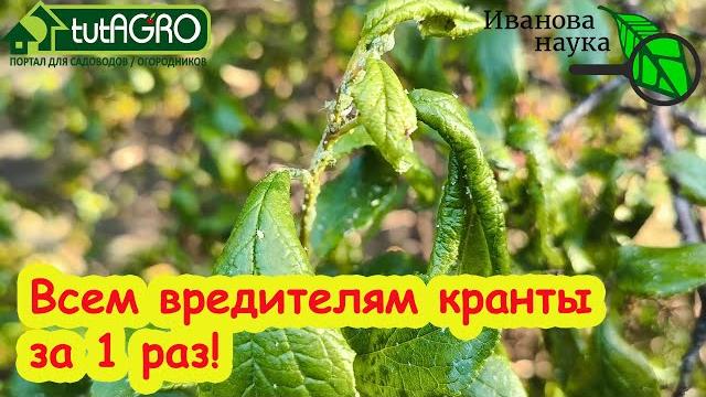Не мог поверить, но от тли помогает моментально!!! Не мог поверить, но от тли помогает моментально!!!