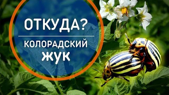 Откуда колорадский жук. интересные факты Откуда колорадский жук. интересные факты