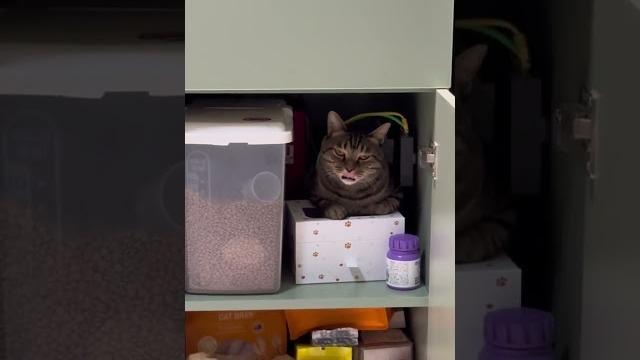 非静止画面 李二狗就问你怕不怕 #狸花猫 #猫咪的迷惑行为 非静止画面 李二狗就问你怕不怕 #狸花猫 #猫咪的迷惑行为