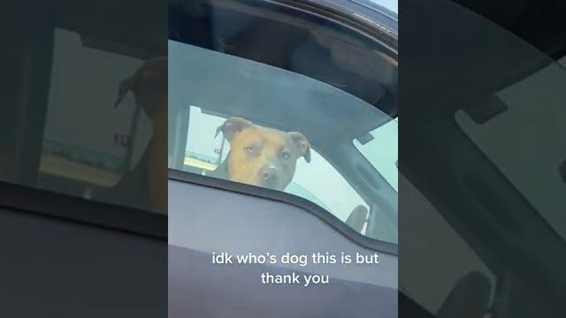 This dog made my day tiktok taytaytay tayt This dog made my day tiktok taytaytay tayt