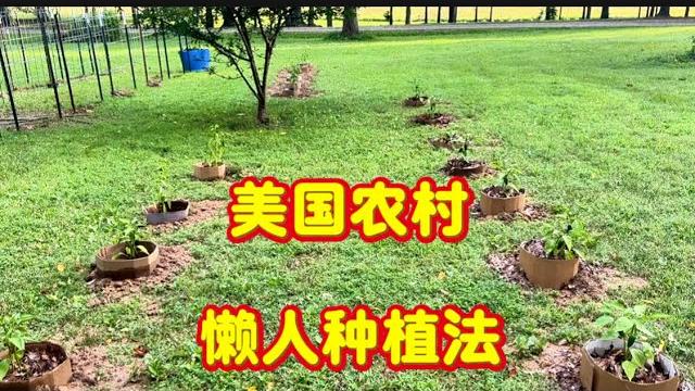 住美国农村,开启懒人种菜模式。 住美国农村,开启懒人种菜模式。