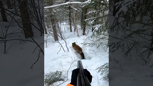 «в прицеле: мое путешествие по охоте на лис» #охота#huntingrussia#wildhunting#wildlife#foxhunting# «в прицеле: мое путешествие по охоте на лис» #охота#huntingrussia#wildhunting#wildlife#foxhunting#