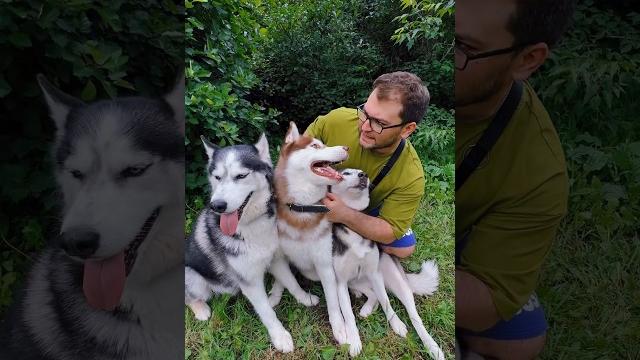 Случай на площадке #dog #собака #husky #юмор Случай на площадке #dog #собака #husky #юмор
