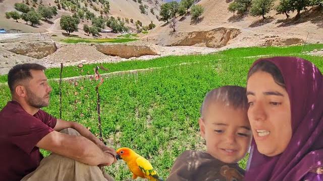 The lost parrot returns: tension, teamwork, and a joyful ending in salahaddin’s family” ️ The lost parrot returns: tension, teamwork, and a joyful ending in salahaddin’s family” ️