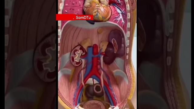 Ichki organlar.samdtu . medics #anatomiya#medic #samdtu #medical #анатомия #медитация #медики Ichki organlar.samdtu . medics #anatomiya#medic #samdtu #medical #анатомия #медитация #медики