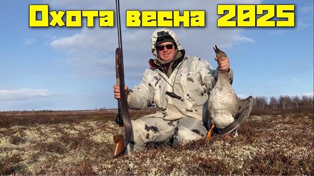Охота на гуся, весна 2025. Охота на гуся, весна 2025.