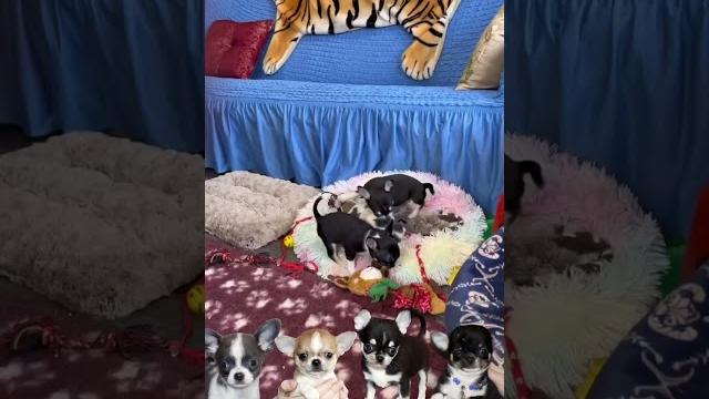 Щенки чихуахуа 2,5 месяца. #купитьщенка #щенок #чихуахуа #chihuahua #щенкичихуахуа #puppy Щенки чихуахуа 2,5 месяца. #купитьщенка #щенок #чихуахуа #chihuahua #щенкичихуахуа #puppy
