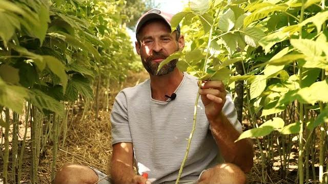 Ведро малины с куста. малина плодоносит до морозов. Ведро малины с куста. малина плодоносит до морозов.