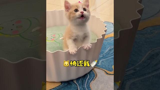 【#一只又廷】有奶瓶了,不想和没奶瓶的喵说话了!#萌化了 #小奶猫的成长日记 #又廷一家 【#一只又廷】有奶瓶了,不想和没奶瓶的喵说话了!#萌化了 #小奶猫的成长日记 #又廷一家