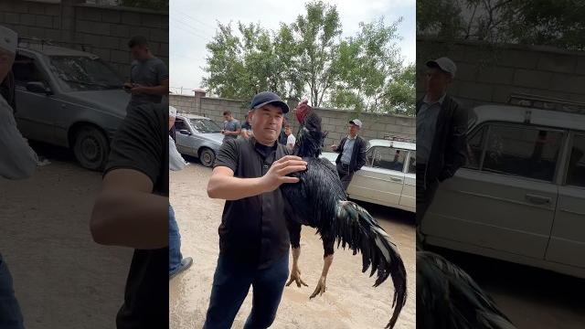 Dakan ishqibozlari uchun #дакан #товук Dakan ishqibozlari uchun #дакан #товук