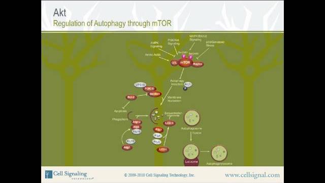 The study of akt - section 2 of 3.mp4 The study of akt - section 2 of 3.mp4