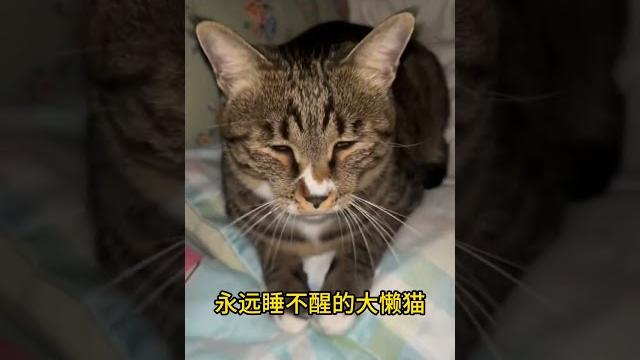 给你们看看永远都睡不醒的大懒猫。let me show you the lazy cat who never wakes up.#cat #catcute #小猫咪 #cuteecats #cute 给你们看看永远都睡不醒的大懒猫。let me show you the lazy cat who never wakes up.#cat #catcute #小猫咪 #cuteecats #cute