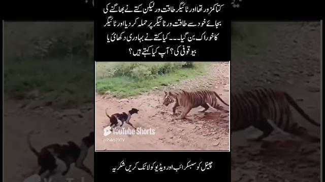 Tiger attack on dog #shorts #quotes #youtubeshorts #viralvideo Tiger attack on dog #shorts #quotes #youtubeshorts #viralvideo