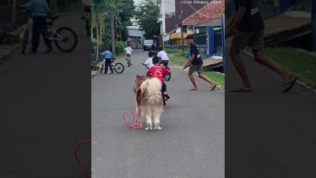 Dikejar anjing besar Dikejar anjing besar