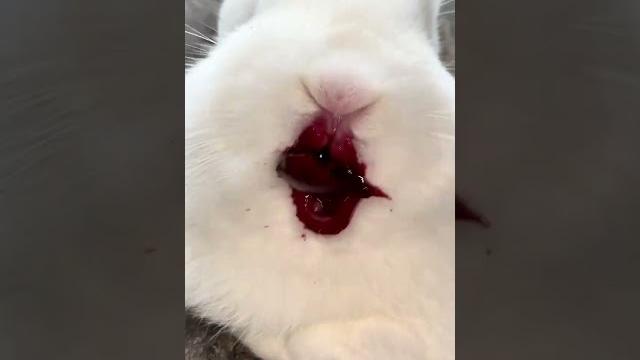 The little rabbit eats cherries and his mouth is full of them. cute pet debut plan. rabbit. past The little rabbit eats cherries and his mouth is full of them. cute pet debut plan. rabbit. past