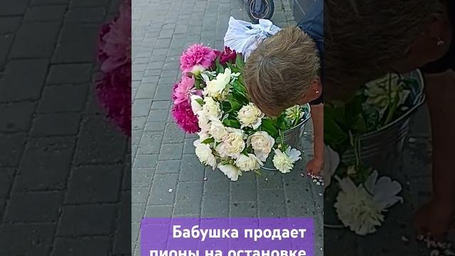 Бабушка продает пионы на остановке Бабушка продает пионы на остановке