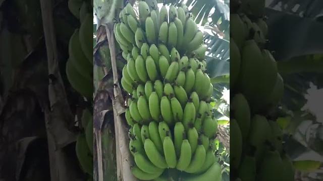 Export quality bananas farming Export quality bananas farming