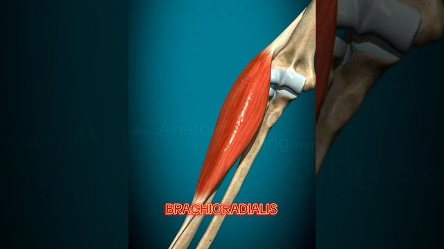 Brachioradialis muscle #armwrestling #bodybuilding Brachioradialis muscle #armwrestling #bodybuilding