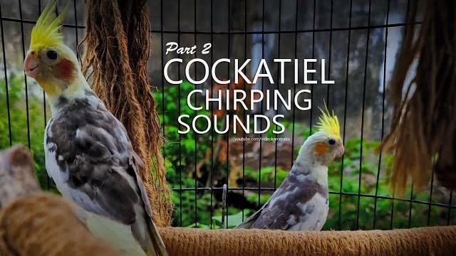 Cockatiel chirping sounds: two pied cockatiel from tono - part 2 Cockatiel chirping sounds: two pied cockatiel from tono - part 2