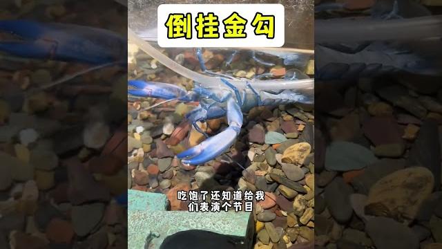 神奇的飞鱼来了! #飞鱼 #海缸日记 #养鱼日记 #海绵宝宝 #海水鱼 神奇的飞鱼来了! #飞鱼 #海缸日记 #养鱼日记 #海绵宝宝 #海水鱼