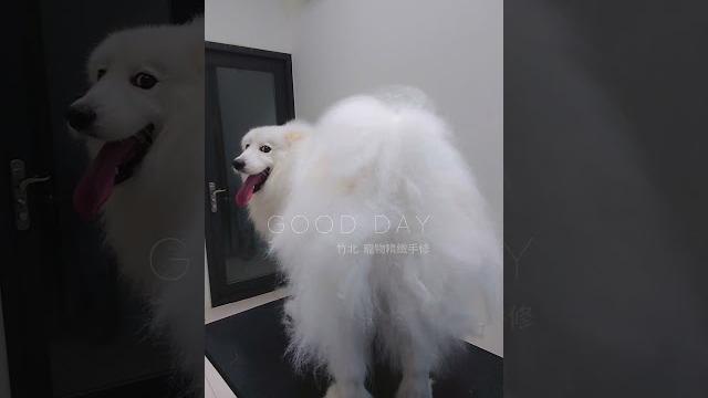 【來看看是誰的翹臀】#薩摩耶 ️電臀扭起來#竹北精緻手修大美容感覺一瞬間被萌到了#竹北寵物美容 #特殊犬種手修服務#samoyed #棉花糖 #竹北寵物旅館 #竹北寵物游泳 #cute 【來看看是誰的翹臀】#薩摩耶 ️電臀扭起來#竹北精緻手修大美容感覺一瞬間被萌到了#竹北寵物美容 #特殊犬種手修服務#samoyed #棉花糖 #竹北寵物旅館 #竹北寵物游泳 #cute