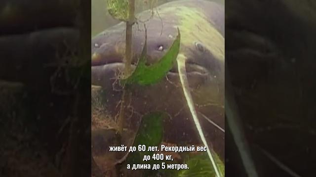 Сом в пруду - лягушки обречены! хищная рыба в своём пруду #shorts Сом в пруду - лягушки обречены! хищная рыба в своём пруду #shorts