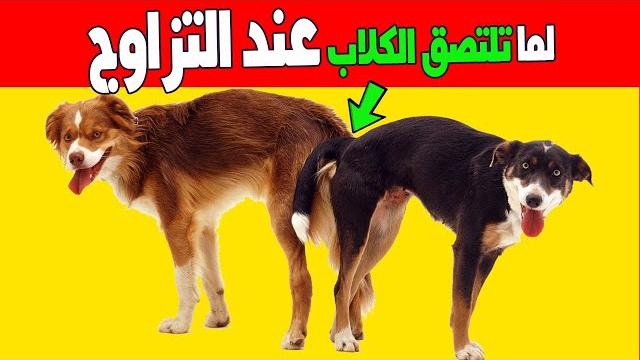 لماذا تلتصق الكلاب ببعضها عند التزاوج ويستحيل فصلهم لماذا تلتصق الكلاب ببعضها عند التزاوج ويستحيل فصلهم