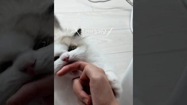엄청 깨무는 고양이 엄청 깨무는 고양이