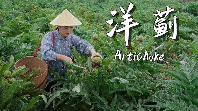 The "king of vegetables" — artichoke: a vegetable most people have heard of but never tried The "king of vegetables" — artichoke: a vegetable most people have heard of but never tried
