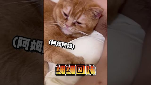 橘貓超愛聞爸腋下!一臉銷魂「狂舔+吸爆」口味超重xd #shorts 橘貓超愛聞爸腋下!一臉銷魂「狂舔+吸爆」口味超重xd #shorts