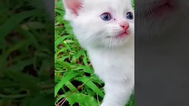 Biraler dak|| #cat #kitten #billikisound Biraler dak|| #cat #kitten #billikisound