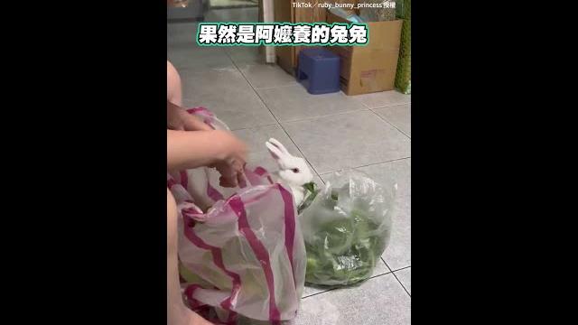 【地瓜葉吃到飽】果然是阿嬤養的兔兔 #shorts 【地瓜葉吃到飽】果然是阿嬤養的兔兔 #shorts