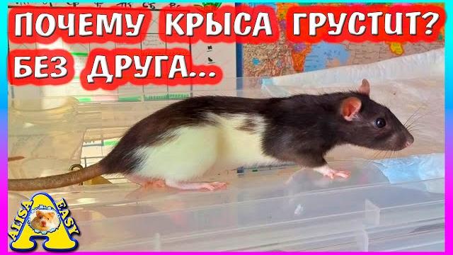 Крыса грустит / спасение крысы / можно ли держать крысу одну / распаковка посылок / alisa easy pets Крыса грустит / спасение крысы / можно ли держать крысу одну / распаковка посылок / alisa easy pets
