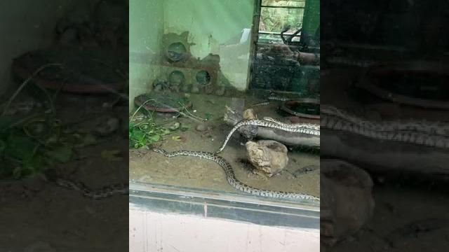 Snake | zoo lucknow| Snake | zoo lucknow|