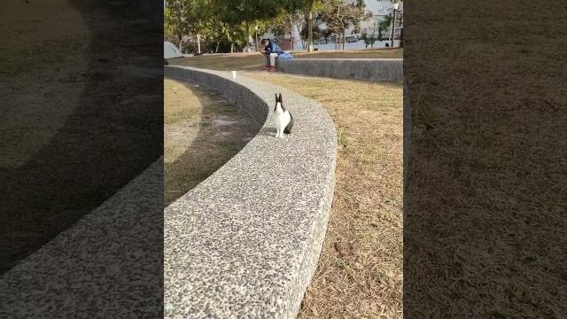 出門放風不用繩子不會走丟的#湯圓#rabbit #陪伴孩子的美好时光 #shorts 出門放風不用繩子不會走丟的#湯圓#rabbit #陪伴孩子的美好时光 #shorts