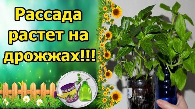 Копеечное средство для бурного роста корней и рассады! или как вырастить крепкую рассаду? Копеечное средство для бурного роста корней и рассады! или как вырастить крепкую рассаду?