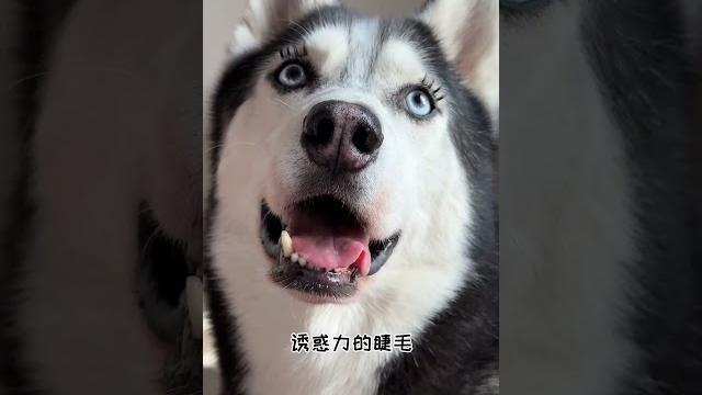 【#喵可酱】可鲁可贴上睫毛的样子真漂亮~#铲屎官的乐趣 #性感小野猫 【#喵可酱】可鲁可贴上睫毛的样子真漂亮~#铲屎官的乐趣 #性感小野猫
