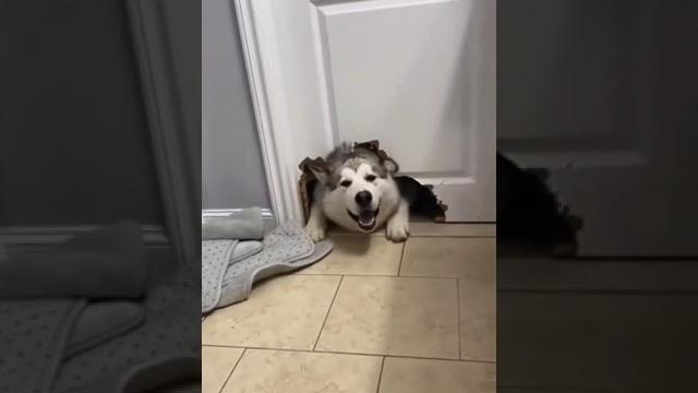 Подборка приколов с животными 2023 | смешное видео про животных | funny animals 2023 Подборка приколов с животными 2023 | смешное видео про животных | funny animals 2023