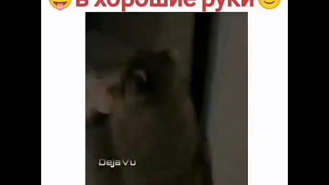 Продам падлу в хорошие руки Продам падлу в хорошие руки